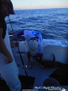 tuna