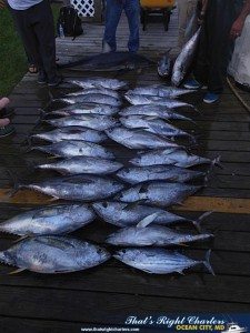 tuna1