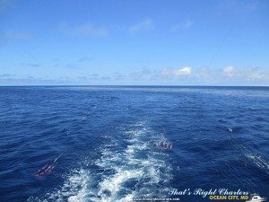 IMG_0768