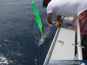 IMG_0806