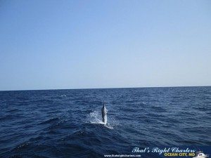IMG_0861